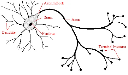 Figure 1. Schematic of a Biological Neuron 