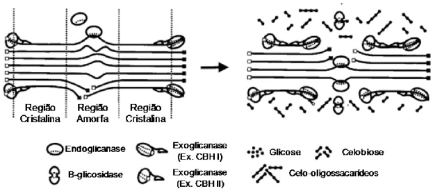 Figura  2.  Representação  esquemática  da  hidrólise  de  celulose.  Adaptado  de  Lynd, 2002