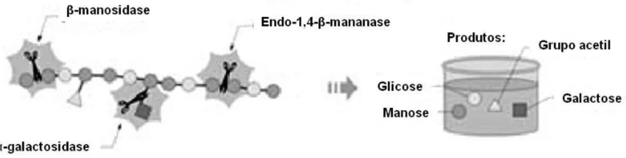 Figura 4. Representação esquemática da hidrólise da glicomanana. Adaptado  de Siqueira &amp; Filho, 2010