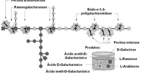 Figura  5.  Representação  esquemática  da  hidrólise  da  pectina.  Adaptado  de  Siqueira &amp; Filho, 2010
