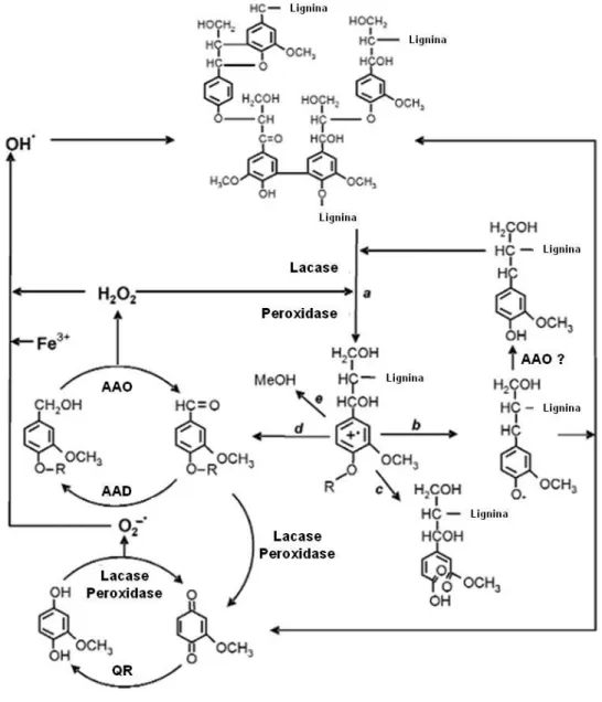 Figura  6.  Representação  esquemática  da  degradação  da  lignina  por  atuação 