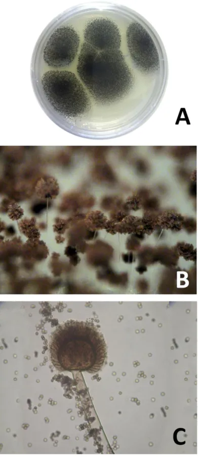 Figura 7.  Aspergillus niger (A) em vista macroscópica, (B) quando visualizado  com  um  aumento  de  70  vezes  em  um  microscópio  estereoscópico  e  (C)  quando visualizado com um aumento de 400 vezes em um microscópio ótico