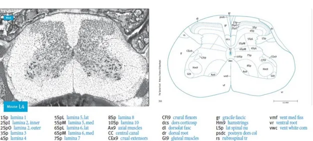 Figure  3  -  Illustration  of  a  lumbar  4  (L4)  cross  section  of  the  mouse  spinal  cord