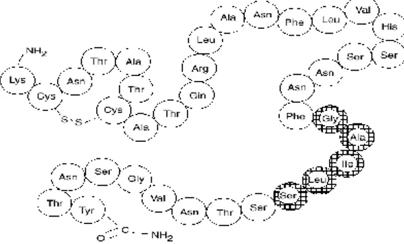Figure 5 - Amino acid sequence of human amilyn. [43]