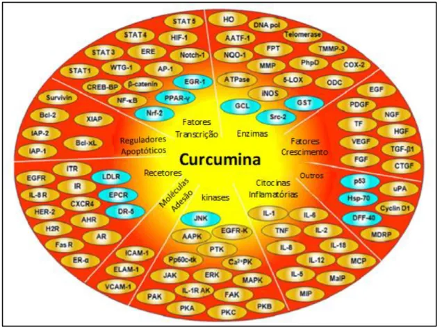 Figura 2. Alvos Moleculares da Curcumina. Adaptado de [6]  