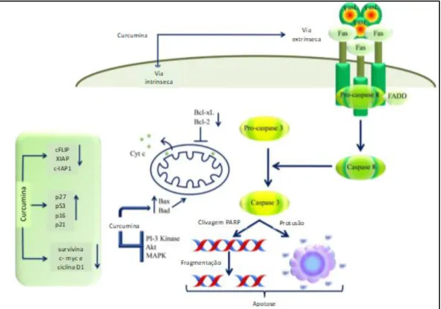 Figura 4. Ação da Curcumina na membrana mitocondrial e apoptose adaptado  de [12] 