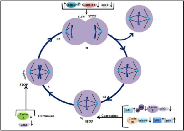 Figura 5. Alvos da Curcumina no Ciclo Celular- adaptado de [11] 