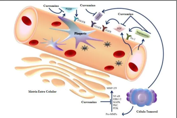 Figura 7. Alvos Moleculares da Curcumina na Angiogénese Adaptado de [12] 