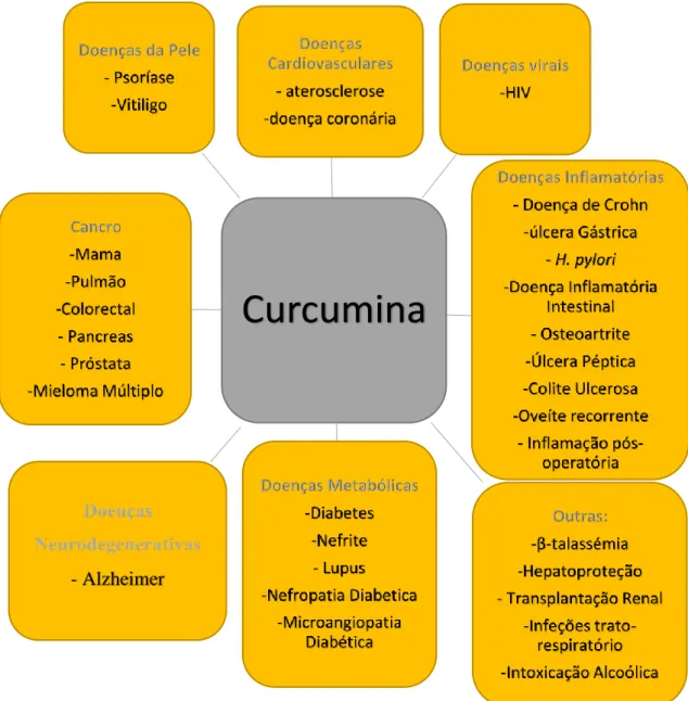 Figura 8. A atividade terapêutica da curcumina em humanos. Adaptado de [6] 