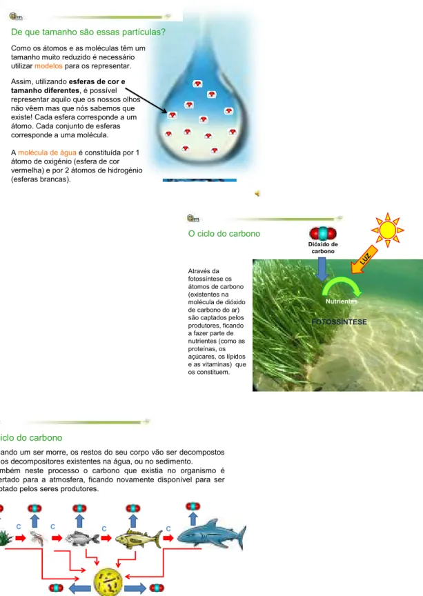 Figura 6 – Exemplos de diapositivos da apresentação &#34;Como circula a matéria nos ecossistemas?&#34; 