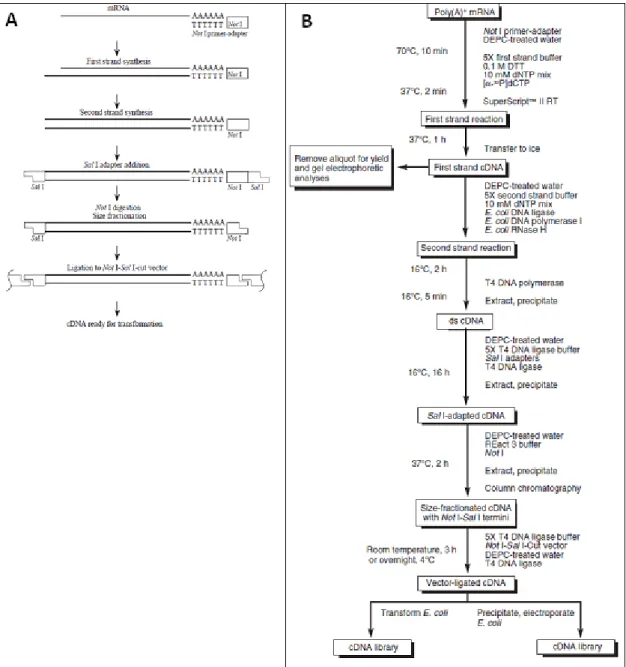 Figura  4.  A)  Sumário  do  procedimento  do  kit  “SuperScript TM  Plasmid  System”  e  B)  Fluxograma detalhado do protocolo “SuperScript TM  Plasmid System”