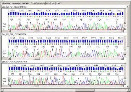 Figura 6. Basecalling de eletroferogramas gerados após o sequenciamento automático  examinados pelo KB Basecaller do programa Sequencing Analysis Software Version 5.2  (Applied Biosystems)