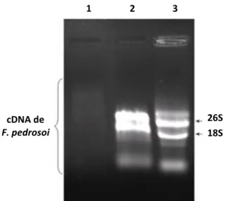 Figura  10.  Análise  eletroforética  em  gel  de  agarose  0,8%,  corado  com  brometo  de  etídio 0,5 µg/mL, das amostras de cDNA; RNA poli A - ; RNA total de F.pedrosoi (poços 1,  2 e 3 respectivamente)