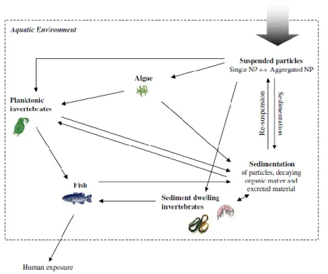 Figure 2 Possible routes of environmental exposure to engineered NPs after release to the  aquatic environment and trough food chains