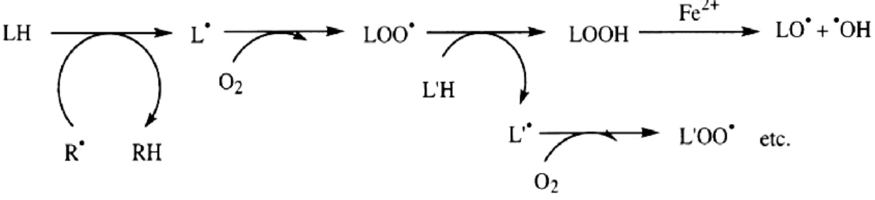Figure 5 Lipid peroxidation chain reactions. Schematic proceed of lipid peroxidation chain  reactions, resulting in the formation of many lipid peroxide radicals
