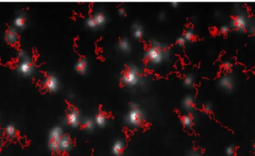 Figure 6  Typical image produced by NTA showing particle tracks.  Nanoscale particles can  be directly and individually visualized and counted in liquid in real-time (in Carr, 2009)