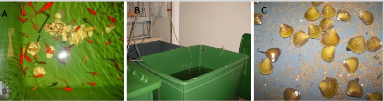 Figure 8  Organisms in acclimation tanks.   C. auratus (A) acclimated in a 400 L polystyrene  tank (B)