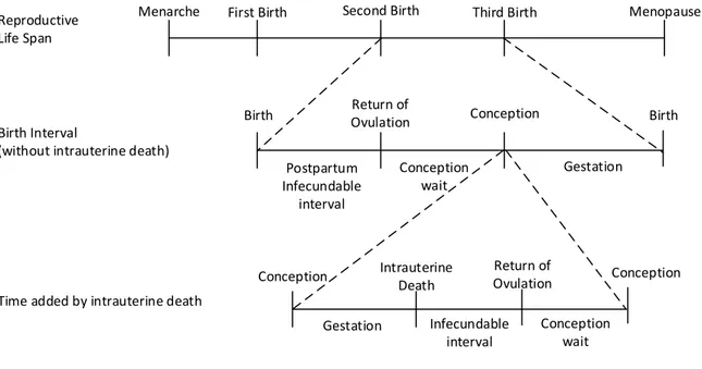 Figure 2.1: Birth Intervals.