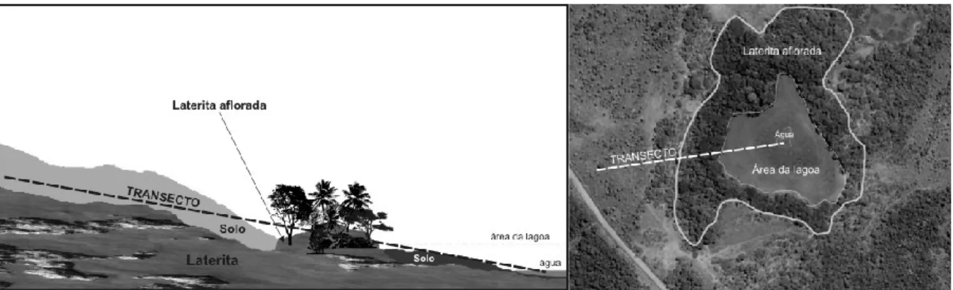 Figura 8 - Perfil e vista aérea do transecto para coleta das amostras de solo. 