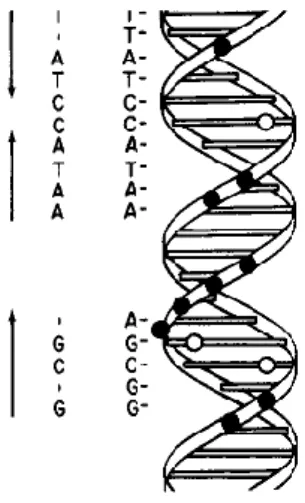 Figure 6 Sequences of the two direct repeats of araI. Direct repeat elements  are  indicated  by  dashed  (first  direct  repeat)  and  continuous  (second  direct  repeat)  arrows