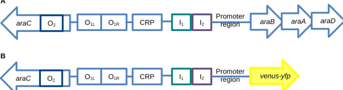 Figure 8 Architecture of the araBAD operon and its operators and of the synthetic construct 
