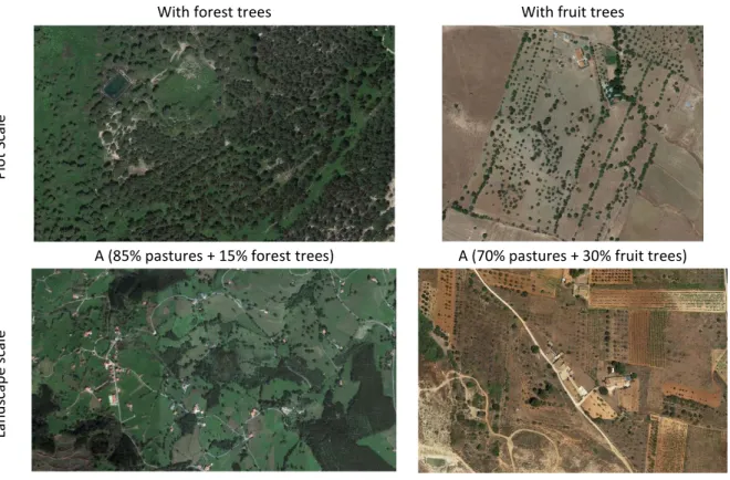 Figure 30. Examples of olive  groves intercropped with vines. 