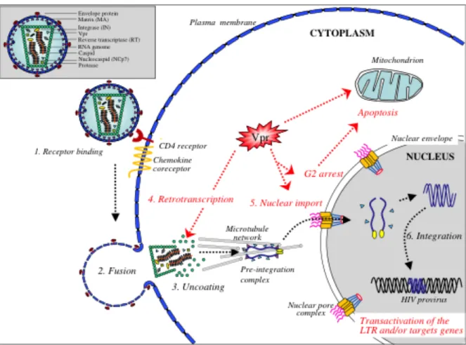 Figura  1.9.1.  Primeiros  passos  da  infecção  pelo  HIV-1  na  célula  alvo.  Estão  destacados  os  eventos  funcionais no qual Vpr está envolvido