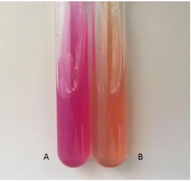 Figura 6 - Identificação bioquímica de Cryptococcus spp. em meio ureia-ágar-base  