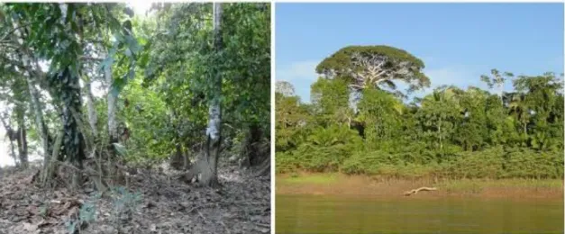 Figura 5. Floresta Ombrófila Densa Aluvial (Várzea) do rio Madeira. Esquerda:  Parte  alta do terreno com marcas da inundação nos troncos das árvores