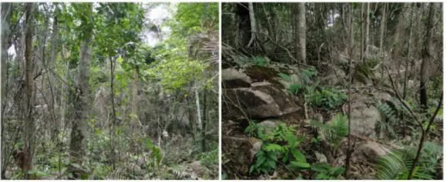 Figura 9. Floresta Estacional Semidecidual. Esquerda: Sub-bosque com entrada de luz. 