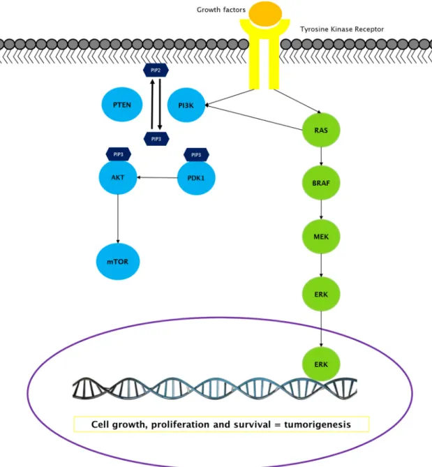 Figure 5.  MAPK and PI3K-AKT-mTOR signaling pathways. In green are the proteins from  the  MAPK  pathway; in  blue those  belonging to the PI3K-AKT-mTOR pathway