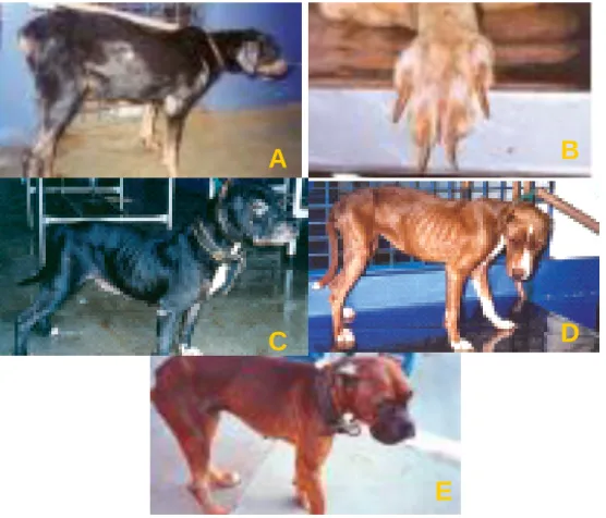 Figura  3.  Diferentes  aspectos  da  leishmaniose  visceral  canina.  A:  Alopecia  e  úlceras