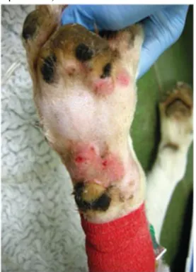 Figure 3 - Erosion to the carpal pad in a dog  confirmed  with  CRGV  (Gently  authorised  by  David  Walker, Anderson  Moores  Veterinary  Specialists)
