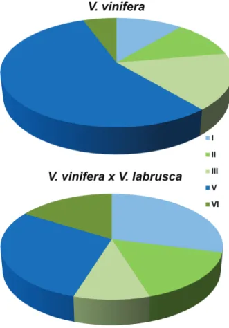 Fig. 1. Distribution of 20 Vitis vinifera and 48 V. vinifera × V. labrusca accessions according to heat stress tolerance (Zha et al