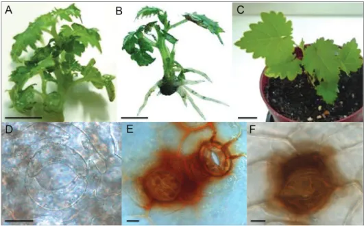 Fig. 3. Plantlets of ‘Touriga Nacional’ at the moment of transfer to acclimatization (A), after 7 days, already showing an ex vitro expanded root system (B) and at 28 days, the end of acclimatization, with new fully expanded leaves (C)