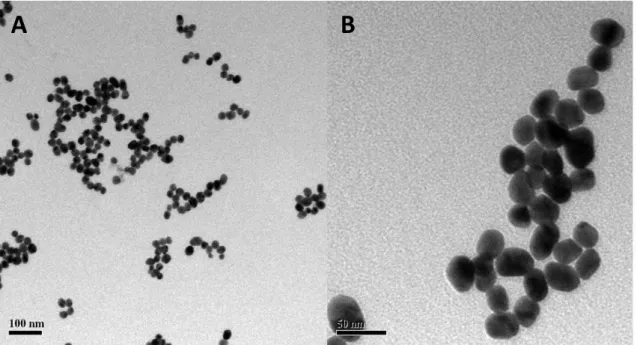 Figura  01.  Fotomicrografia  eletrônica  de  transmissão  mostrando  nanopartículas  de  ouro  recobertas  com  citrato