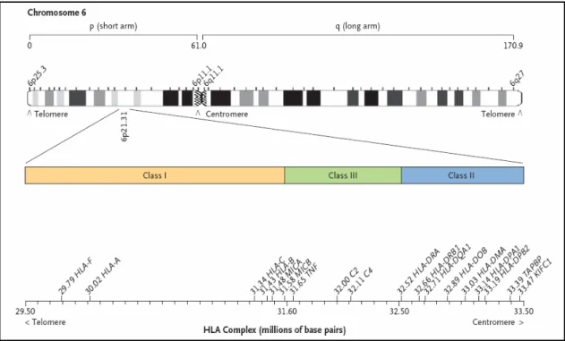 Figura 1. Complexo HLA no braço curto do cromossoma 6. A imagem evidencia os 3 grupos de  genes MHC (modificado a partir de Flegel, 2007)