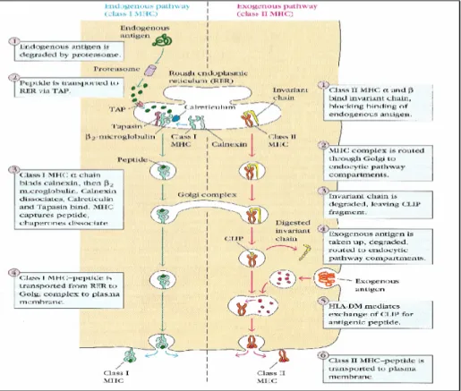 Figura 2. Processamento antigénico (adaptado de Goldsby et al, 2002) 