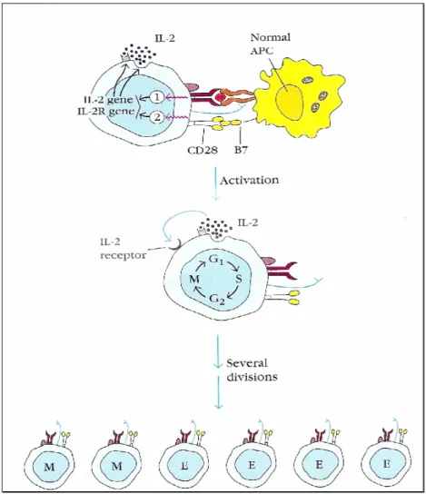 Figura 4. Activação das células T (adaptado de Goldsby et al, 2002) 