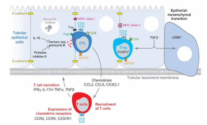 Figura  6.  Diagrama  ilustrador  dos  eventos  que  ocorrem  na  tubulite  (adaptado  de  Cornell et  al,  2008)