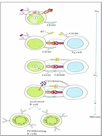 Figura 7. Activação de linfócitos B (adaptado de Goldsby et al, 2002). 