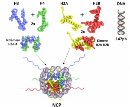 Figura 1. Estrutura do nucleossomo. Histonas H3 e H4 formando um tetrâmero e histonas H2A e H2B  formando  dois  dímeros