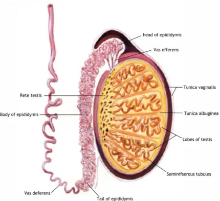 Figure  1:    Schematic  representation  of  the  mammalian  testes  and  epididymis.  The  testis  is  encapsulated by two layers: the tunica vaginalis that is the most outer tunic; and tunica albuginea that  divides  the  testicles  into  lobules,  fille