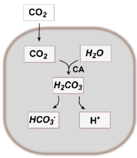 Figure 5: Schematic representation of the bicarbonate synthesis. The bicarbonate buffering system is  an important buffer system in acid-base homeostasis
