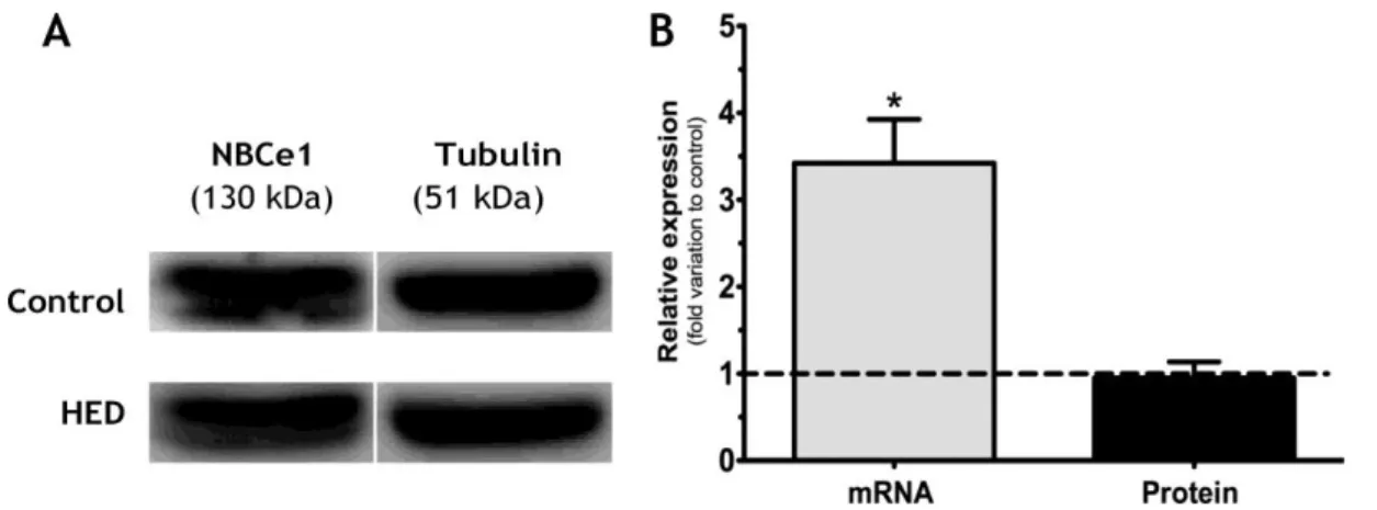 Figure 10: Effect of High Energy Diet (HED) on electrogenic Na + /HCO 3 -  co-transporters (NBCe1) in mRNA  and protein levels in rat testis