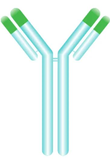Figura 1.1: Representação estrutural do anticorpo monoclonal humanizado Trastuzumab  (TZ) [19]