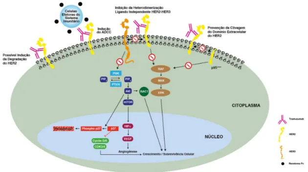 Figura 1.2: Potencial mecanismo de ação do Trastuzumab (TZ) [8,12,16,30,33,34]. ADCC,  citotoxicidade celular anticorpo-dependente; CDK, quinase ciclina-dependente; ERK, quinase 