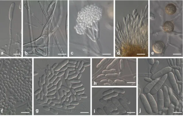 Fig. 4 Ilyonectria cyclaminicola (CBS302.93). a, b Simple conidio- conidio-phores on aerial mycelium