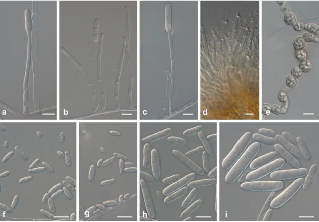 Fig. 5 Ilyonectria europaea (CBS 129078). a – c Simple conidiophores on aerial mycelium