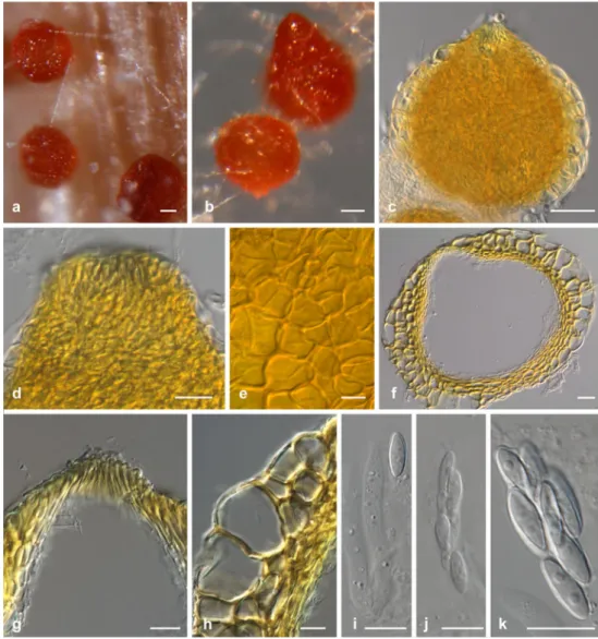 Fig. 12 Ilyonectria robusta (a, b from CPC 13532×CBS 308.35; c – k from CPC 13532×